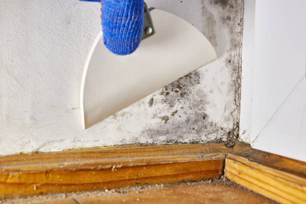 Best Mold Prevention Services  in Cresson, TX